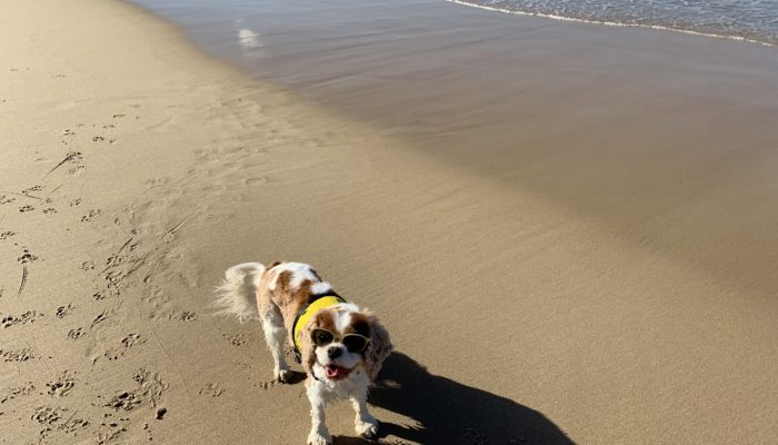 Grants Beach (also known as North Haven Beach)